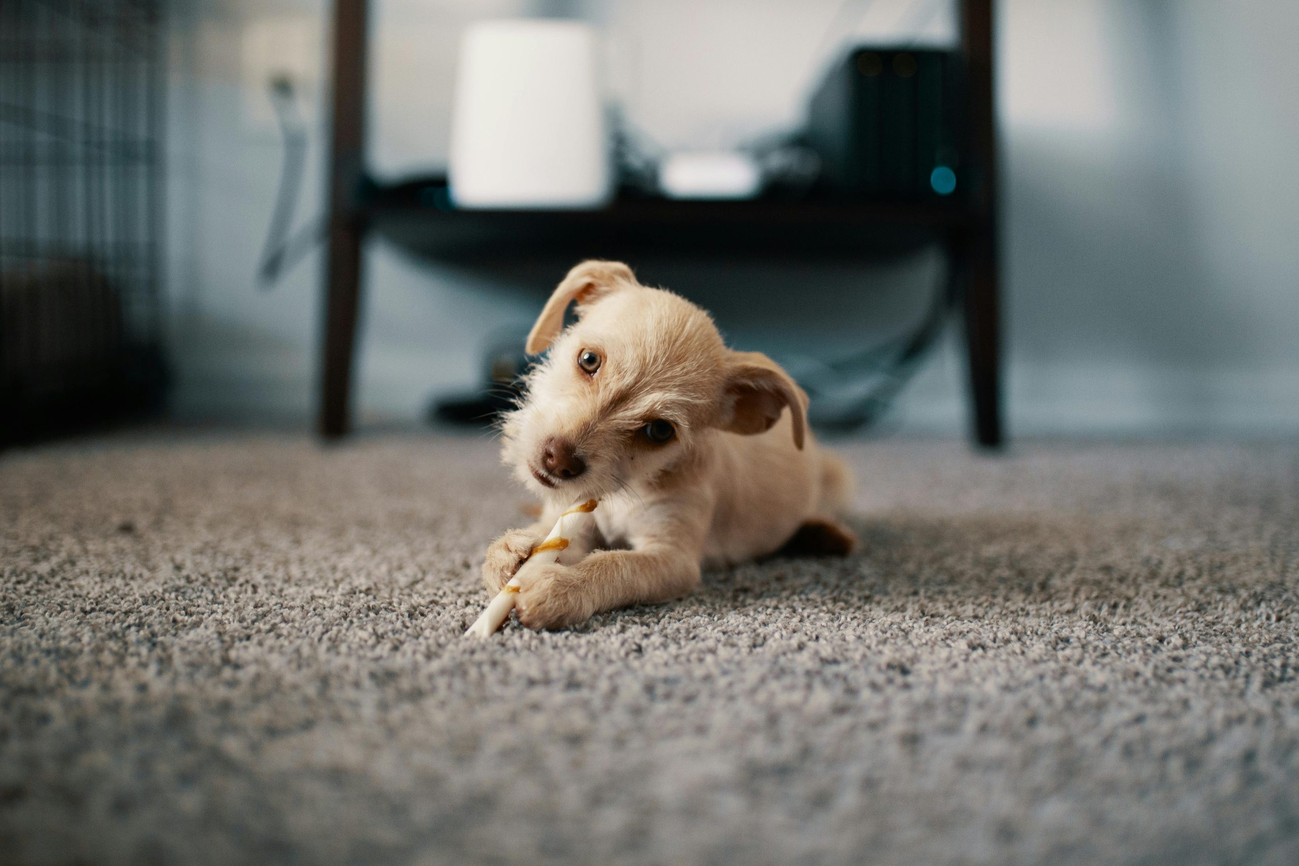 Carpet Cleaning and Pets