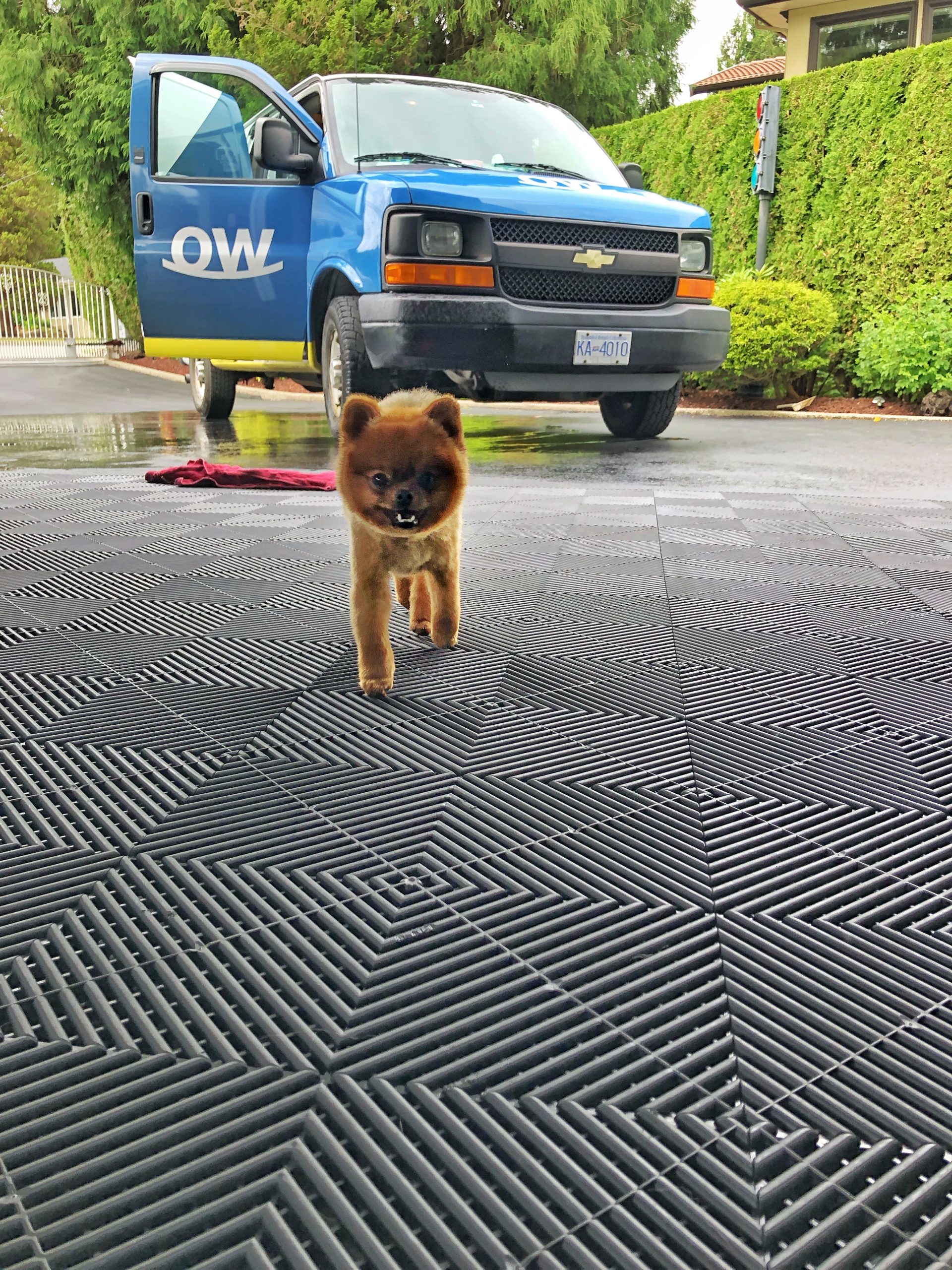 Deep Cleaning for Pet-Friendly Homes